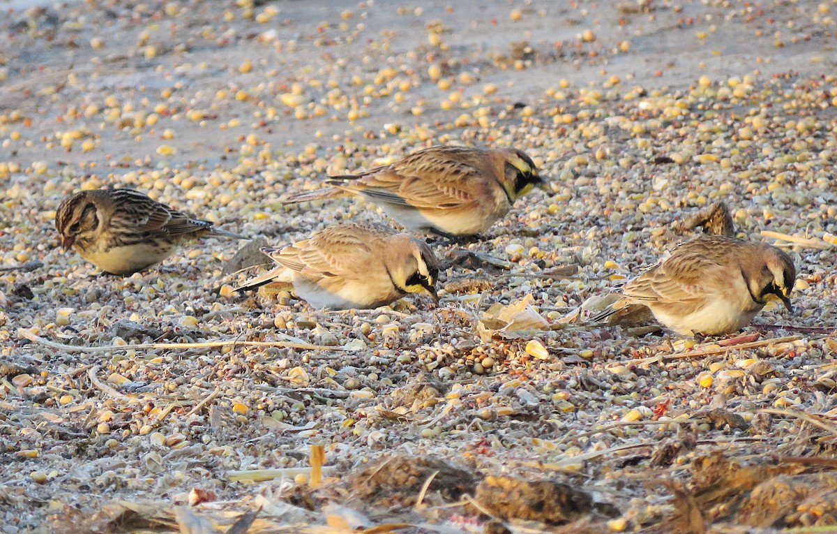 Horned Lark - ML646396881
