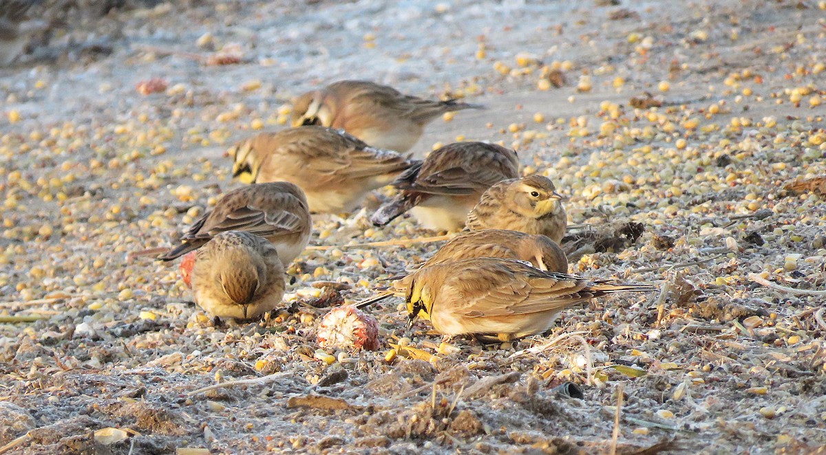 Horned Lark - ML646396882