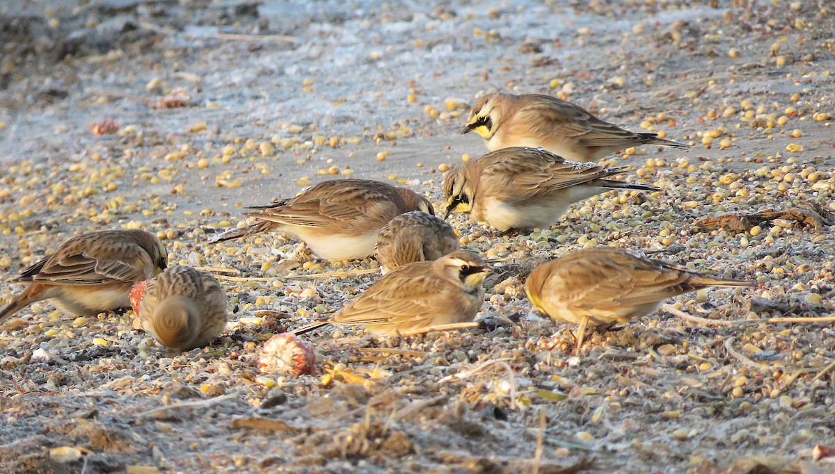 Horned Lark - ML646396883