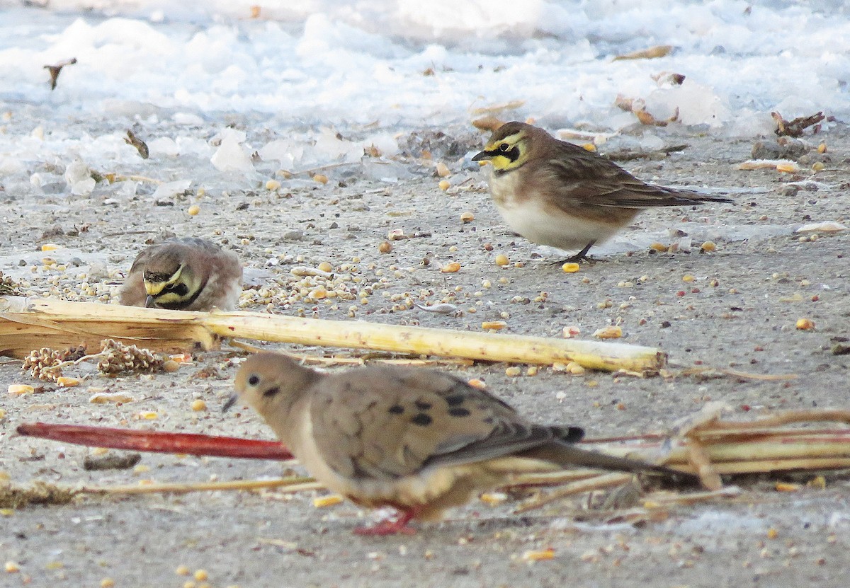 Horned Lark - ML646396884