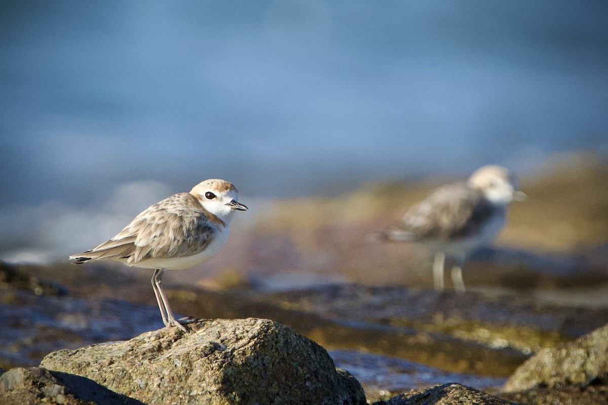 Malaysian Plover - ML646396886