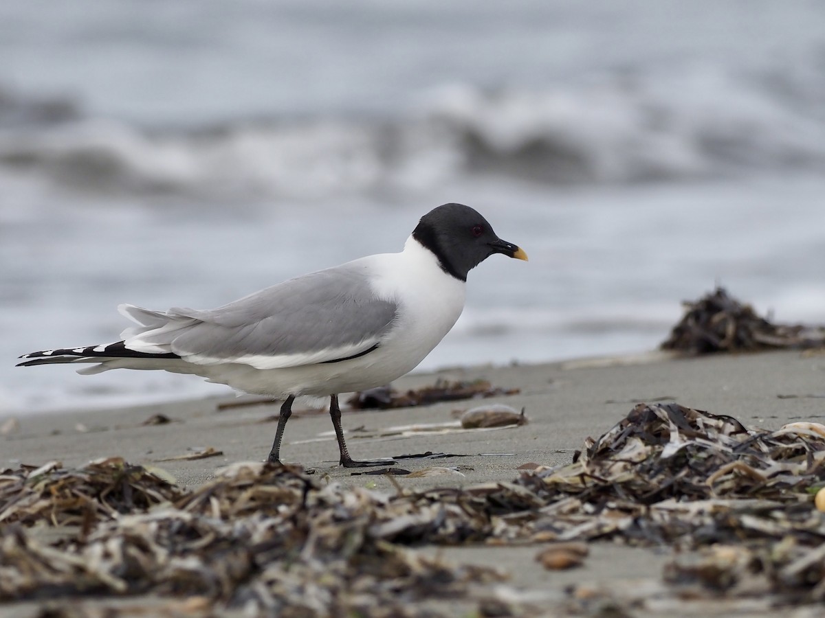 Sabine's Gull - ML646396888