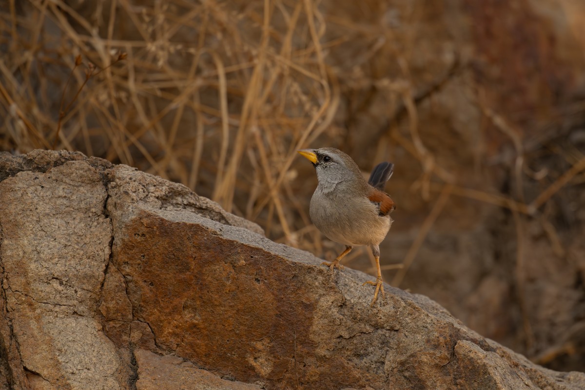 Great Inca-Finch - ML646396889