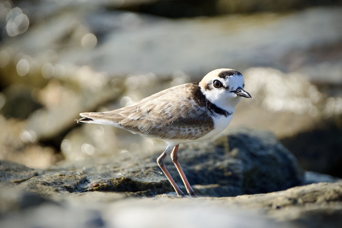 Malaysian Plover - ML646396892