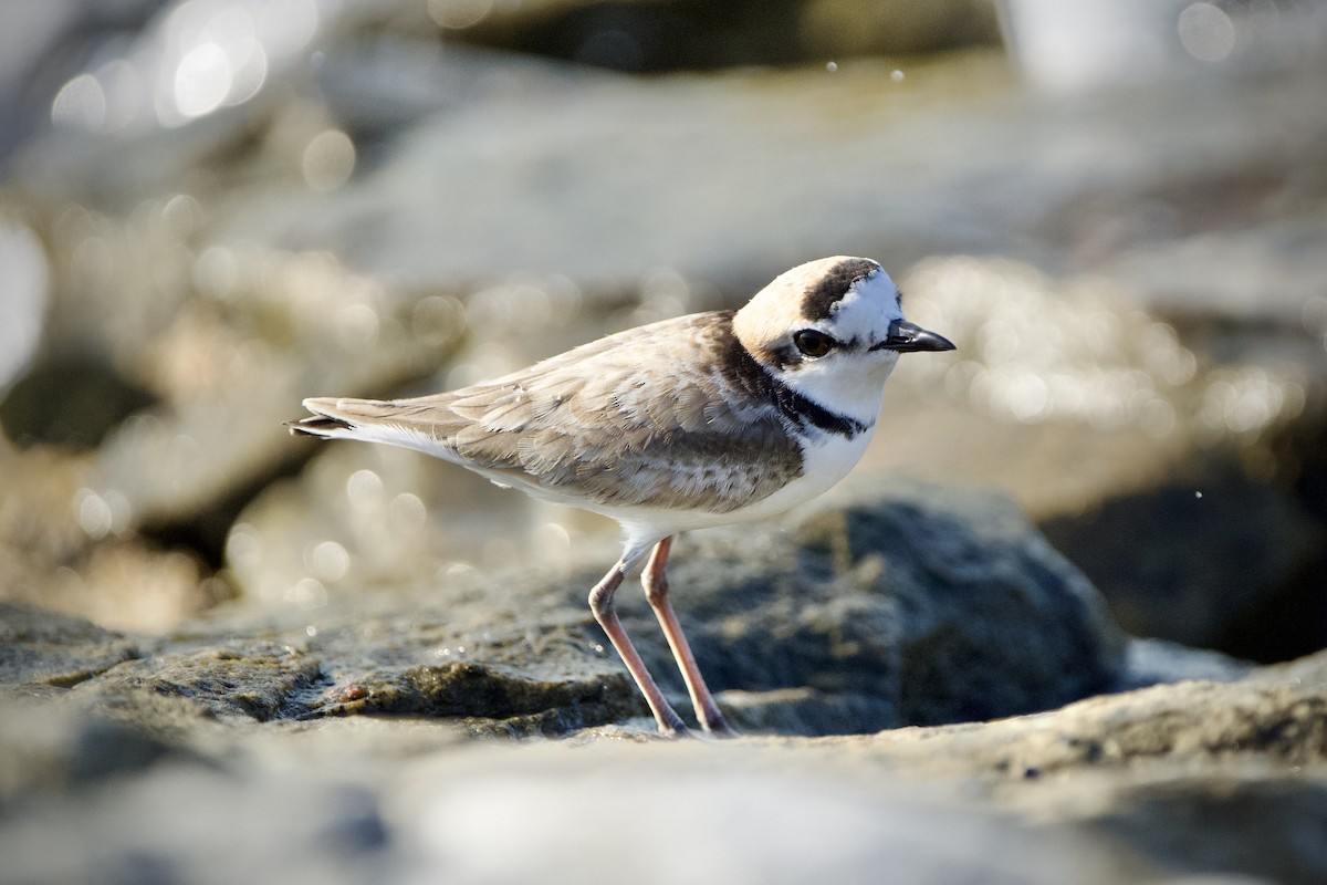 Malaysian Plover - ML646396893