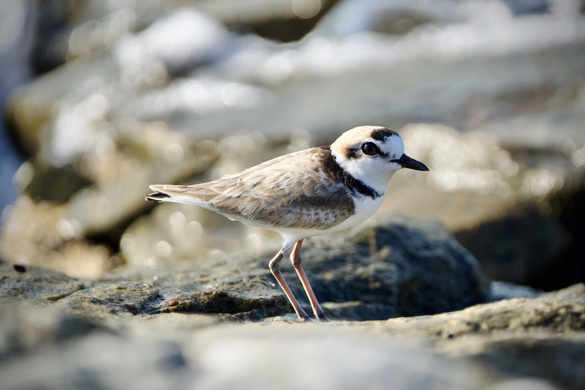 Malaysian Plover - ML646396894