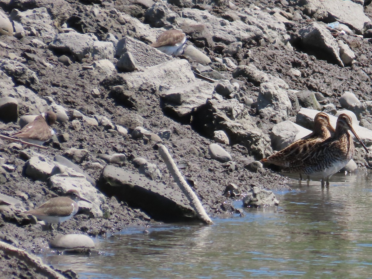 Common Snipe - ML646396895
