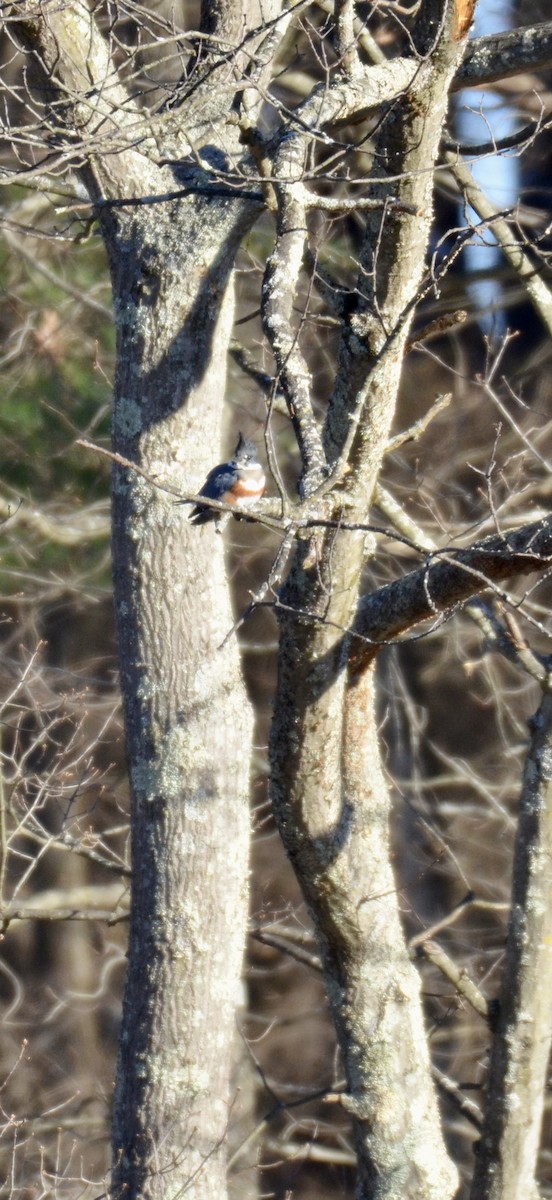 Belted Kingfisher - ML646396897