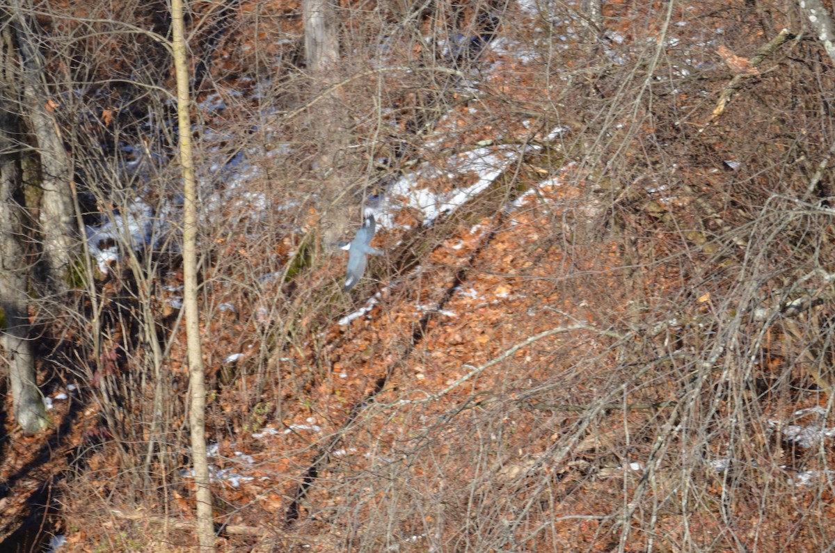 Belted Kingfisher - ML646396899