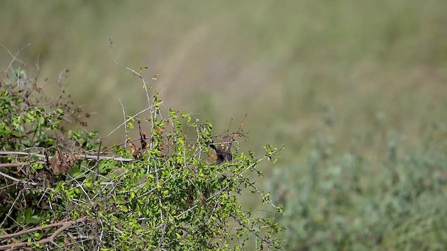 Rosy-patched Bushshrike - ML646396900