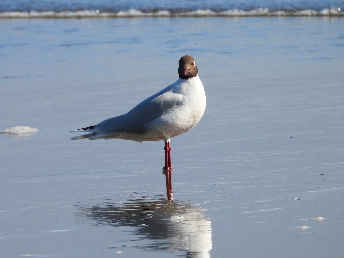 Brown-hooded Gull - ML646396901