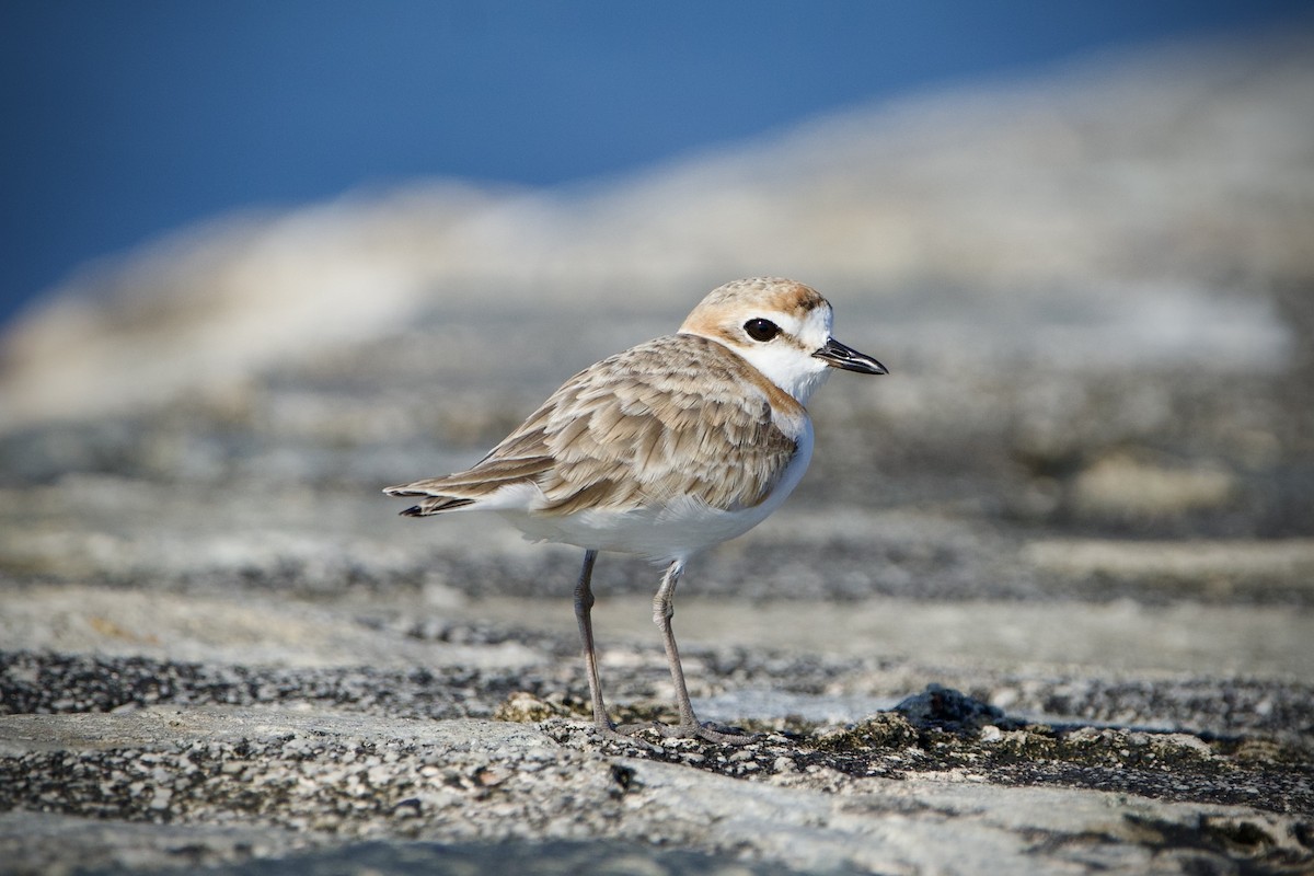 Malaysian Plover - ML646396902