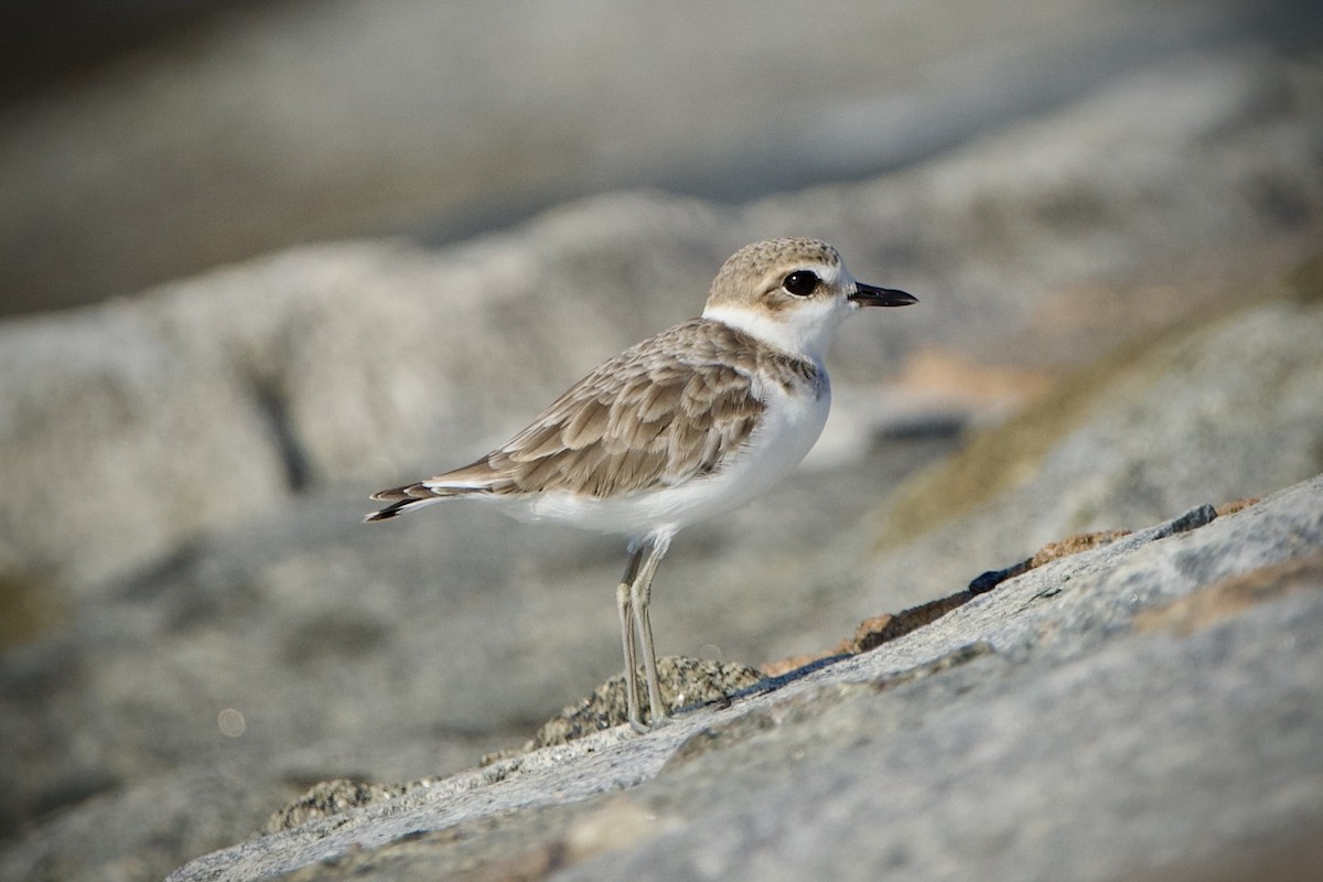 Malaysian Plover - ML646396903