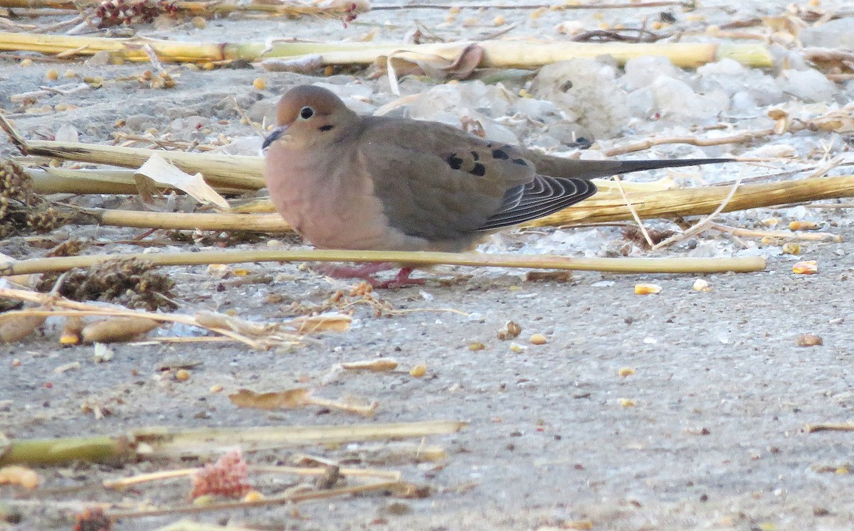 hrdlička karolínská - ML646396904