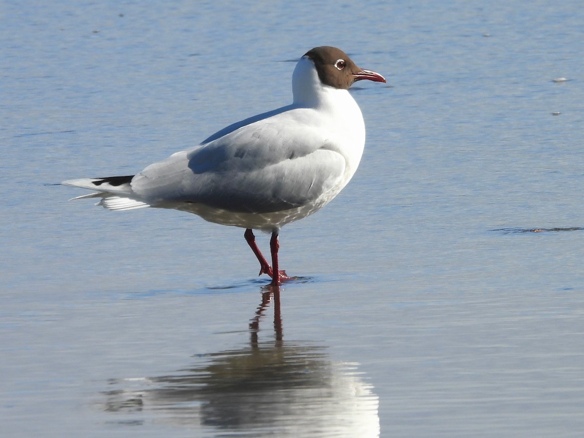 Brown-hooded Gull - ML646396905