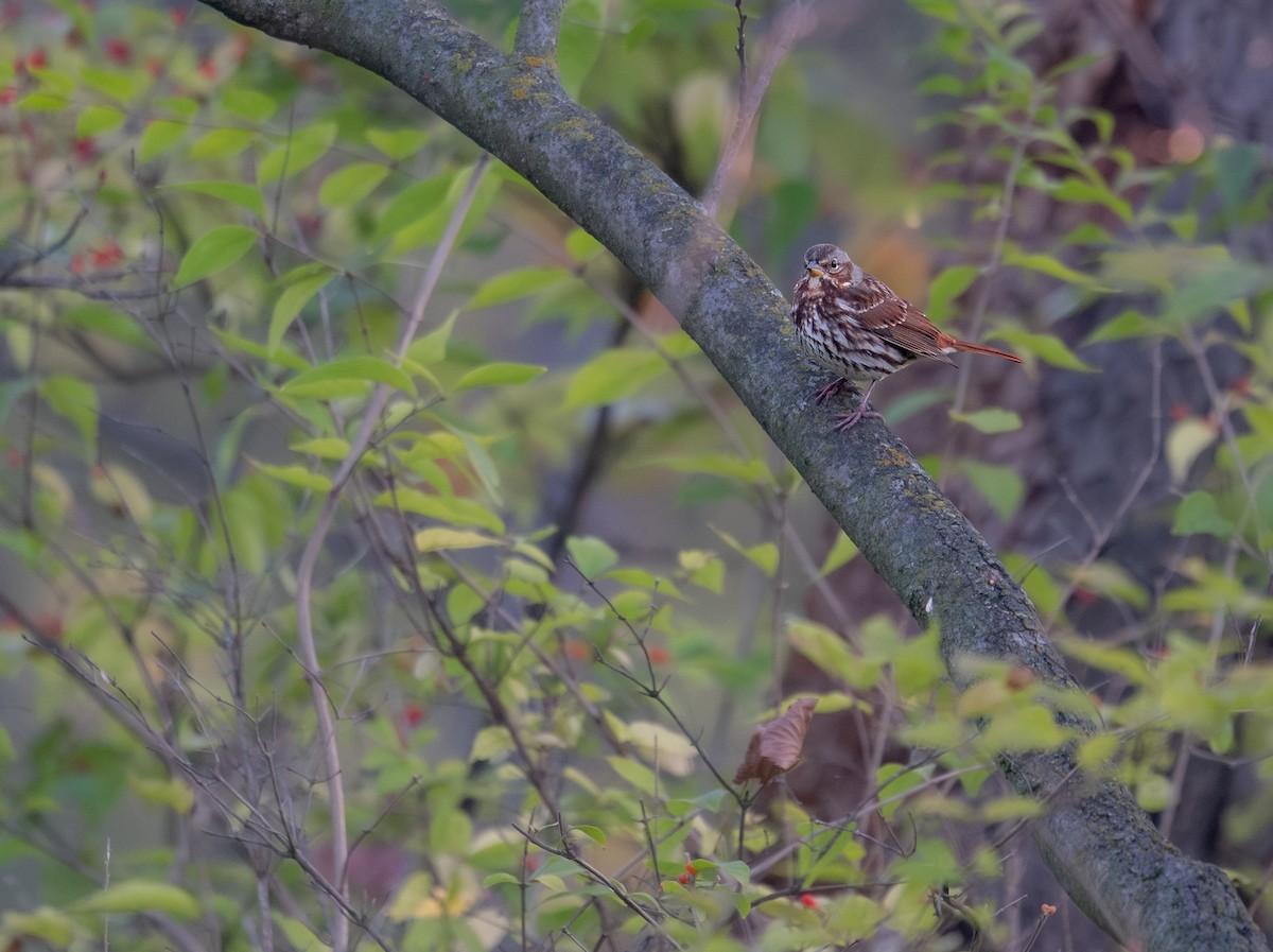 Пасовник рябогрудий - ML646396906