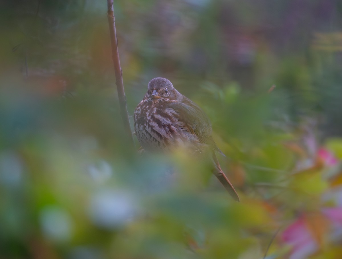 Пасовник рябогрудий - ML646396907