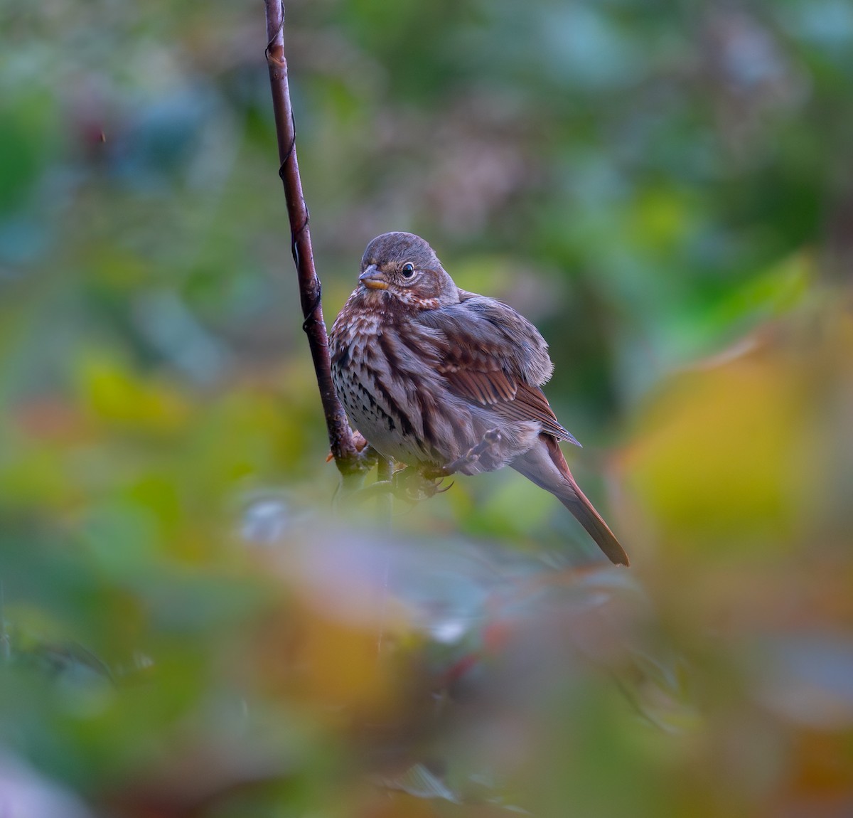 Пасовник рябогрудий - ML646396908