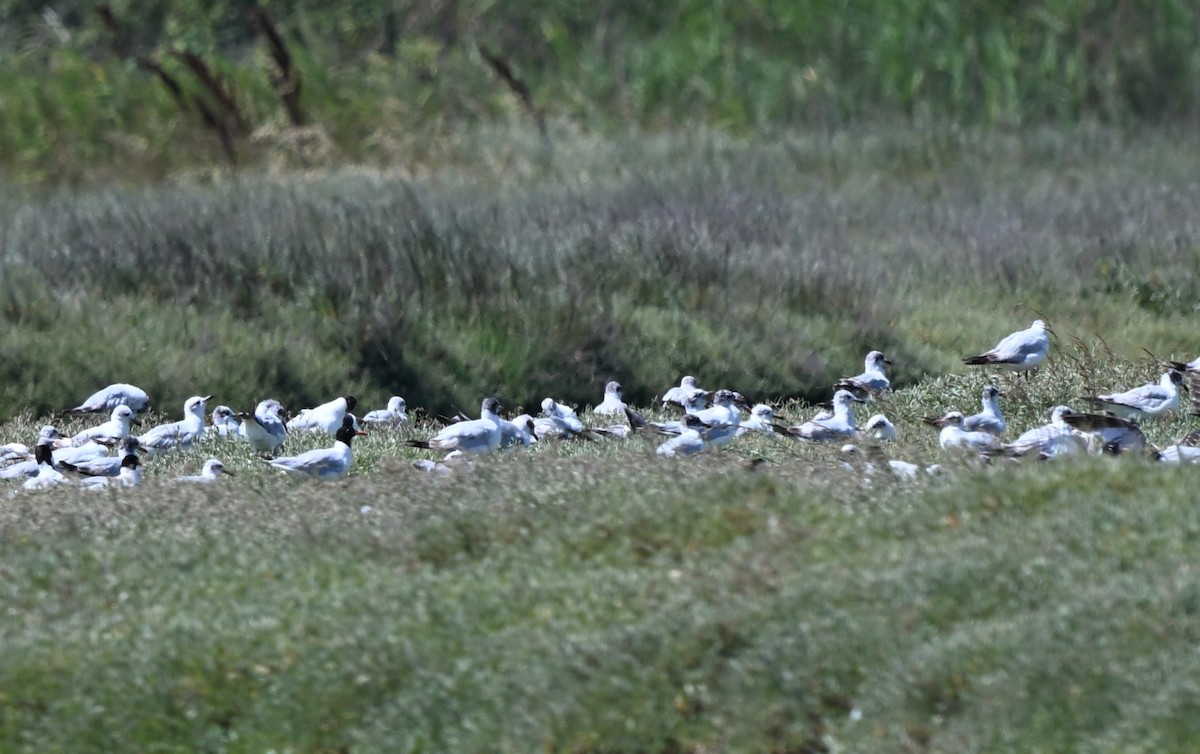 Mediterranean Gull - ML646396909