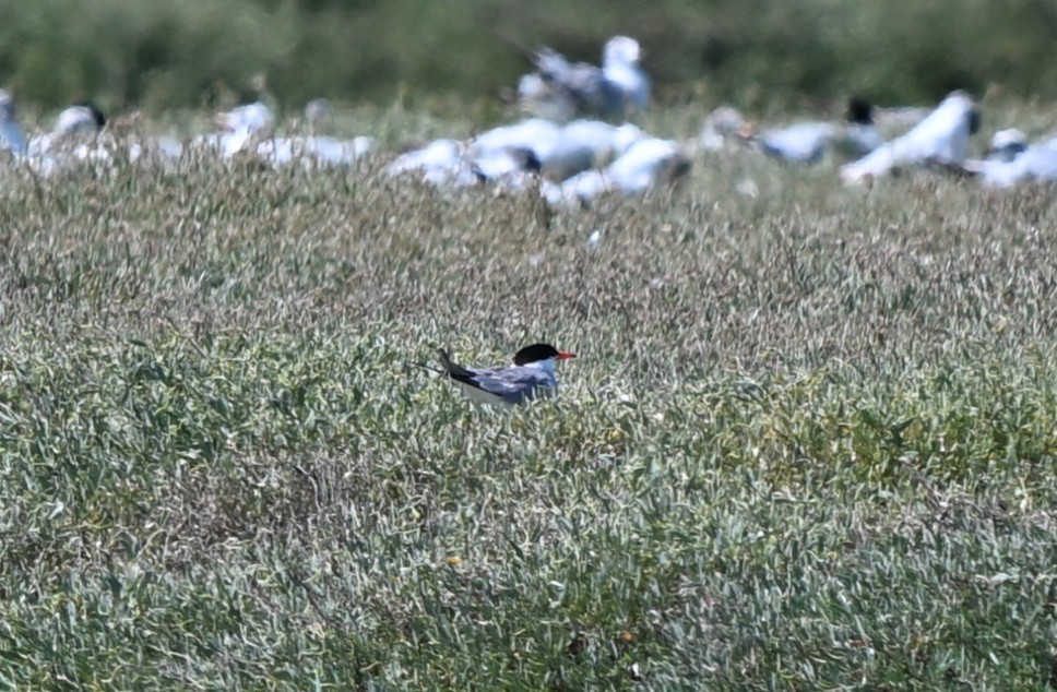 Common Tern - ML646396911