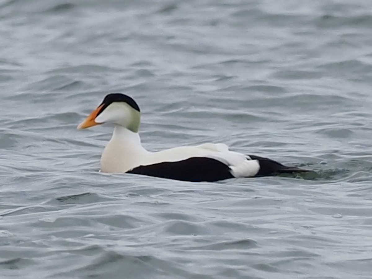 Common Eider - ML646396918