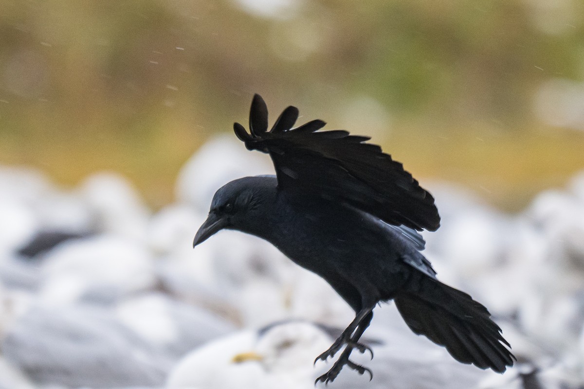 vrána americká - ML646396919