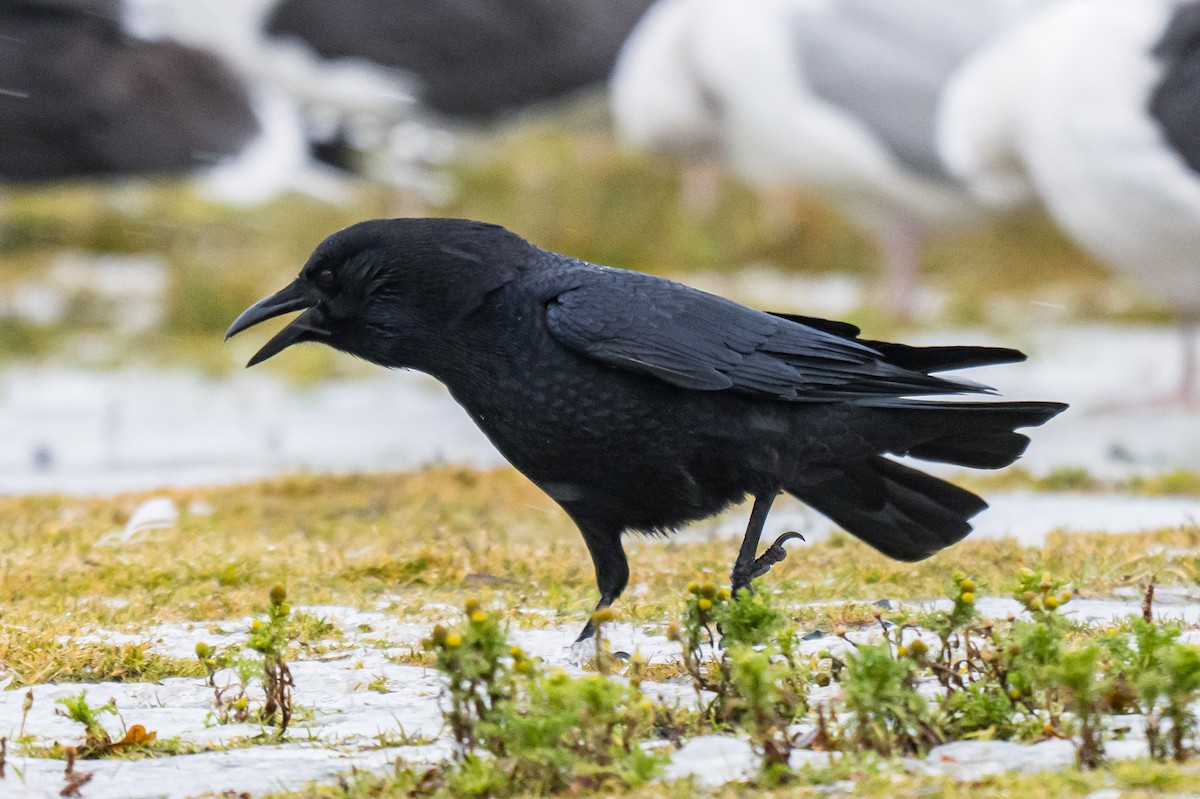 vrána americká - ML646396920