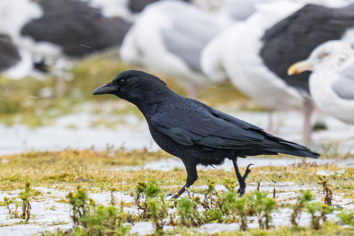 vrána americká - ML646396921