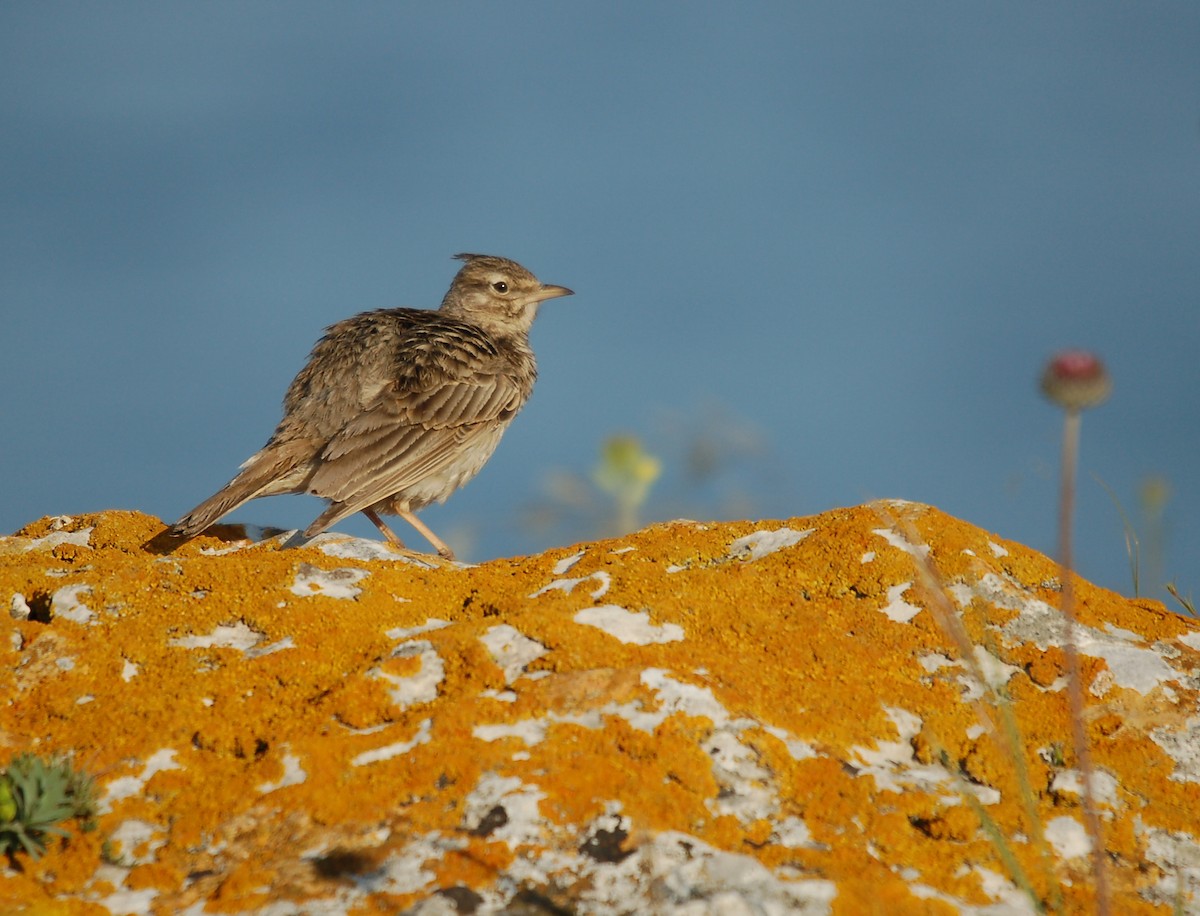 topplerke - ML646396922