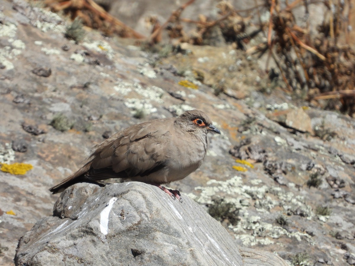Bare-eyed Ground Dove - ML646396923