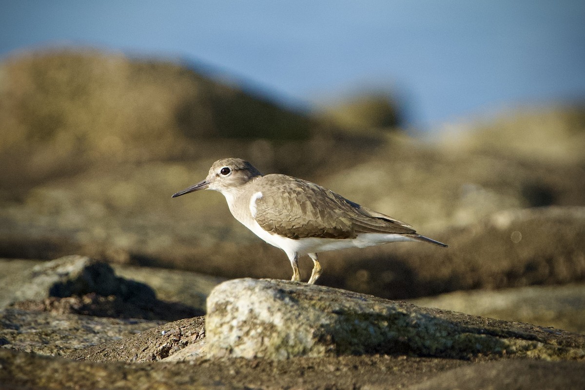 Common Sandpiper - ML646396924