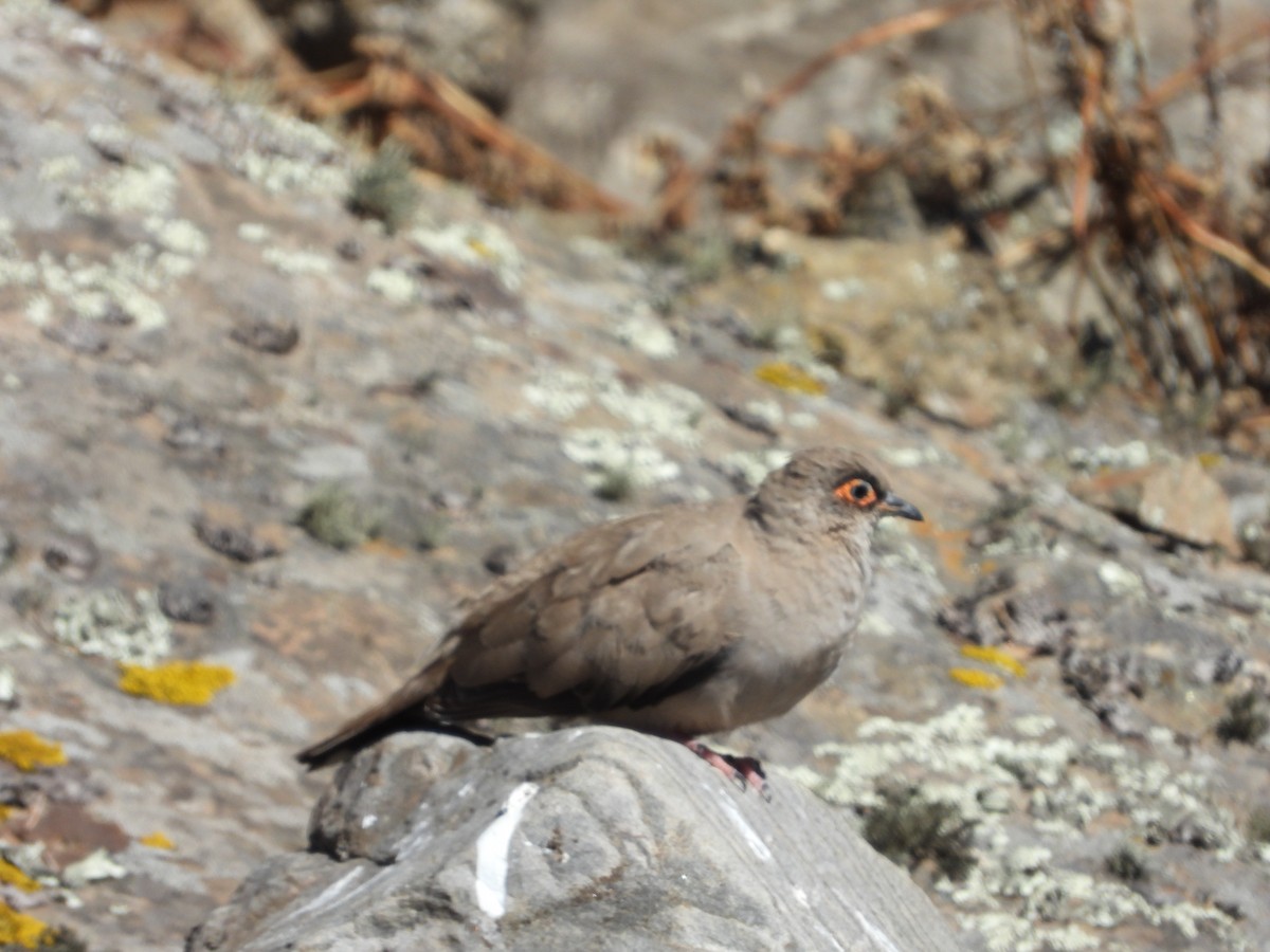 Bare-eyed Ground Dove - ML646396925