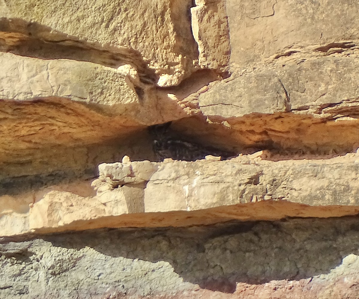 Eurasian Eagle-Owl - ML646396927