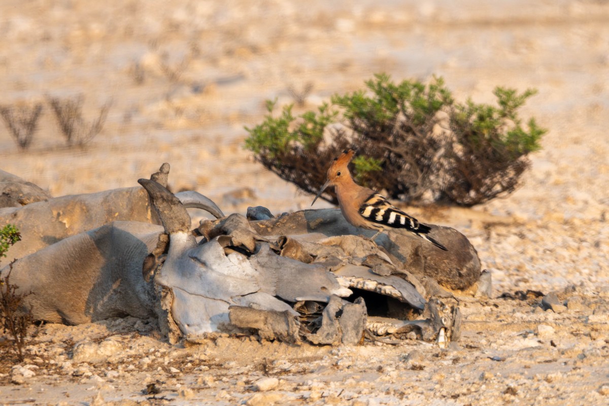 Common Hoopoe - ML646396928