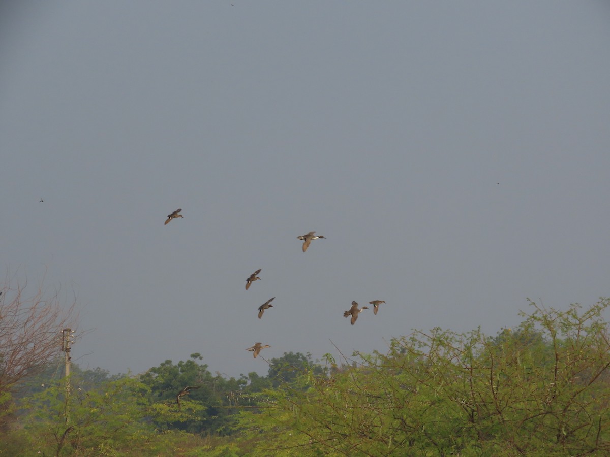 Шовтгор алаг нугас - ML646396930