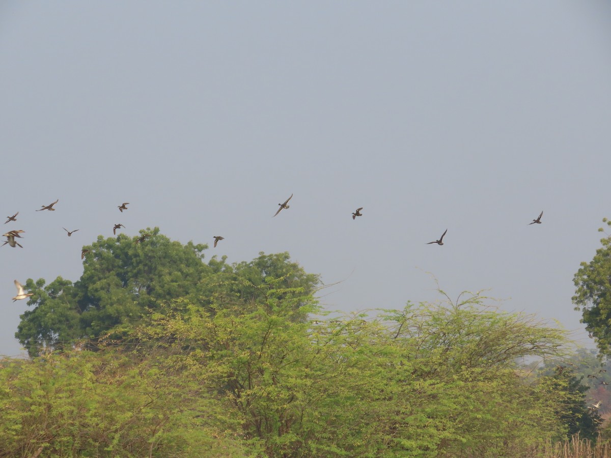 Шовтгор алаг нугас - ML646396931