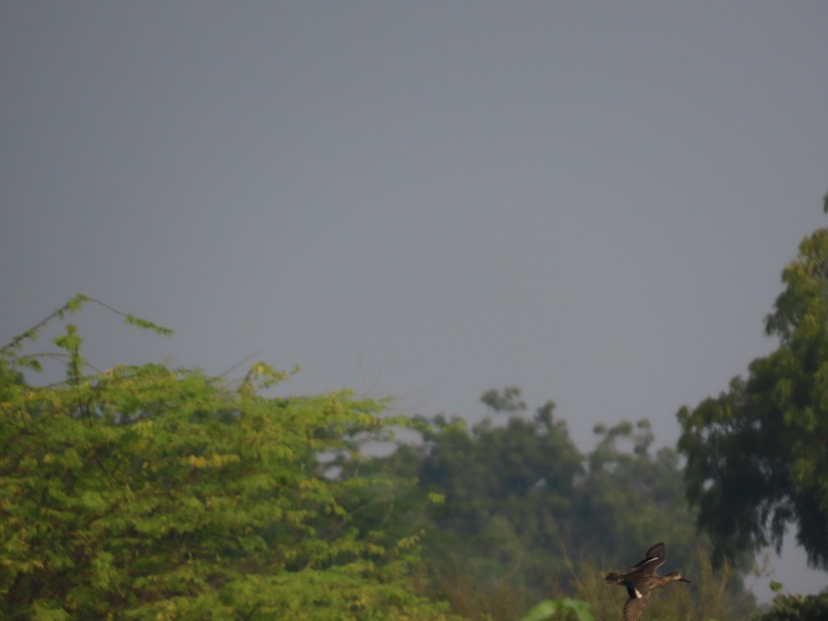 Шовтгор алаг нугас - ML646396932