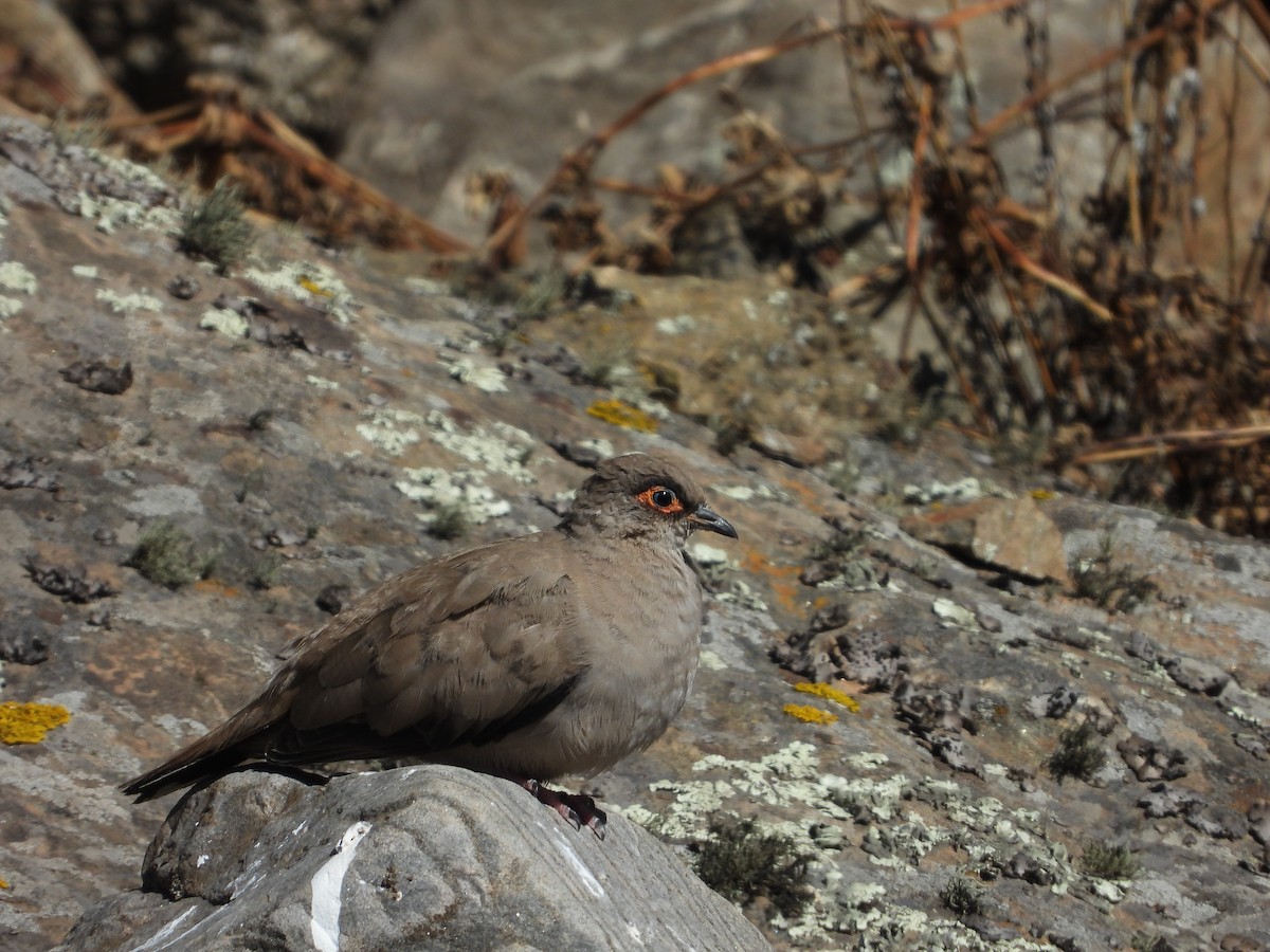 Bare-eyed Ground Dove - ML646396933