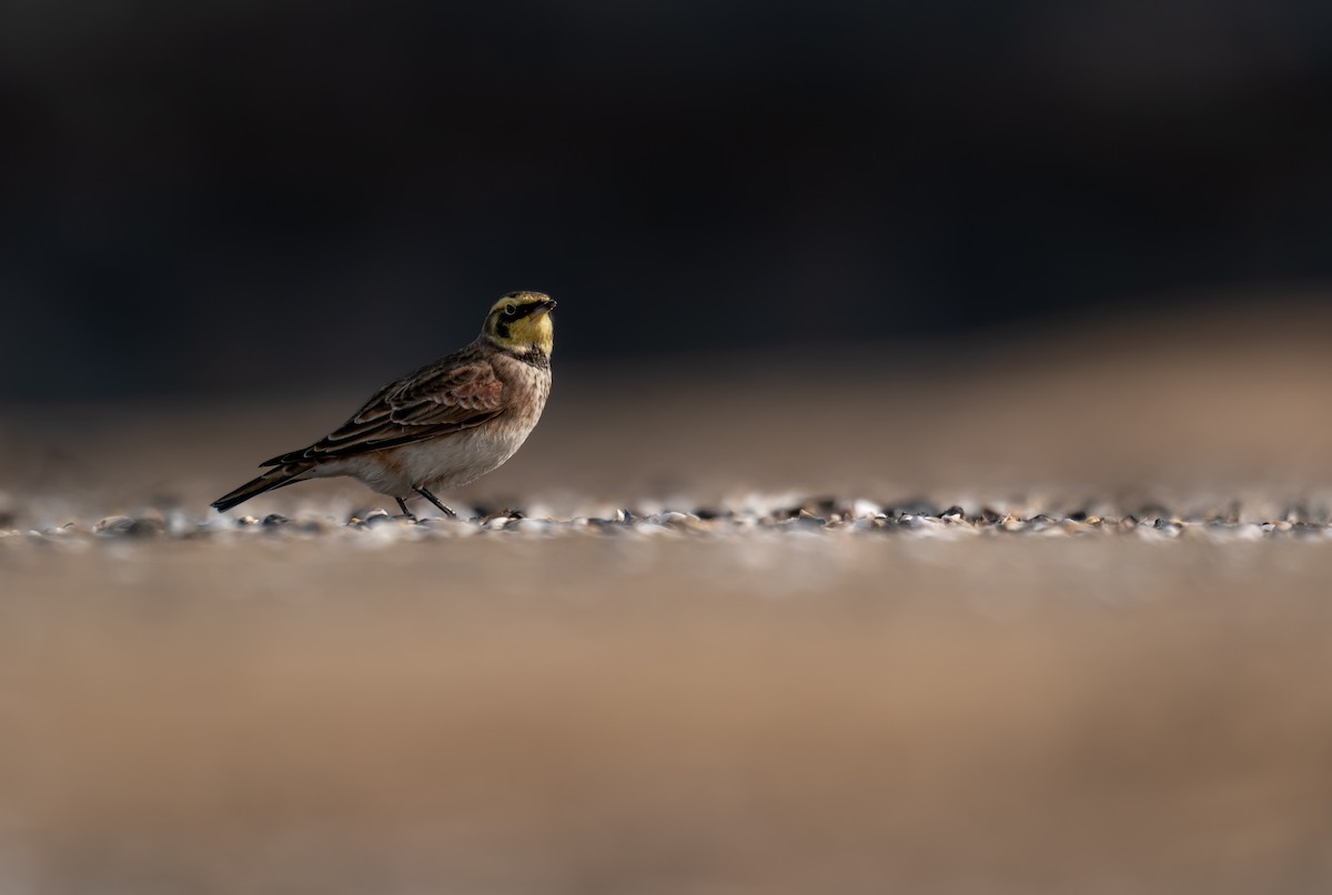 Horned Lark - ML646396934