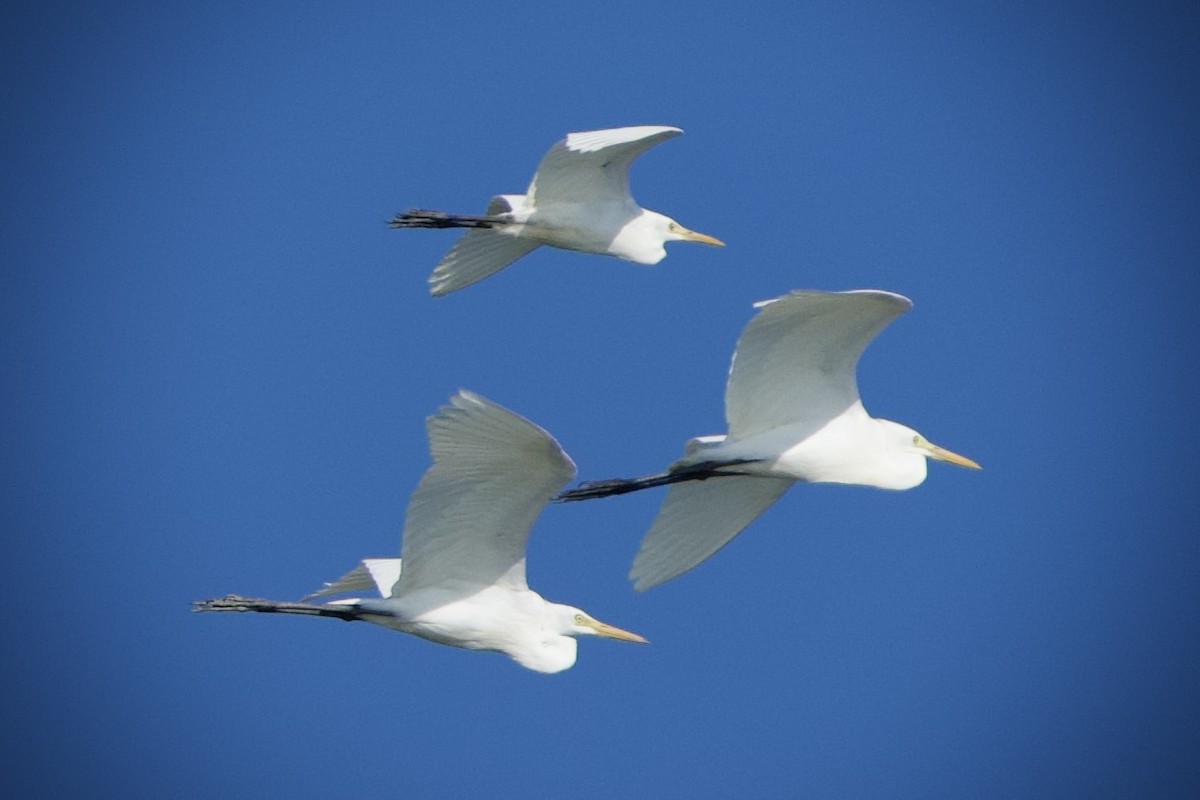 Medium Egret - ML646396937