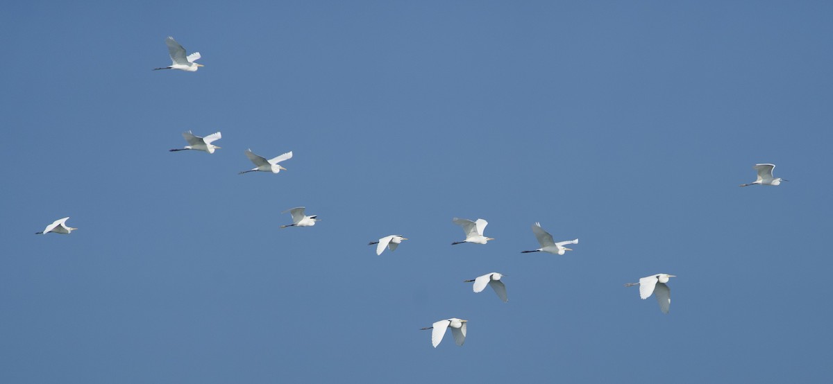 Medium Egret - ML646396938