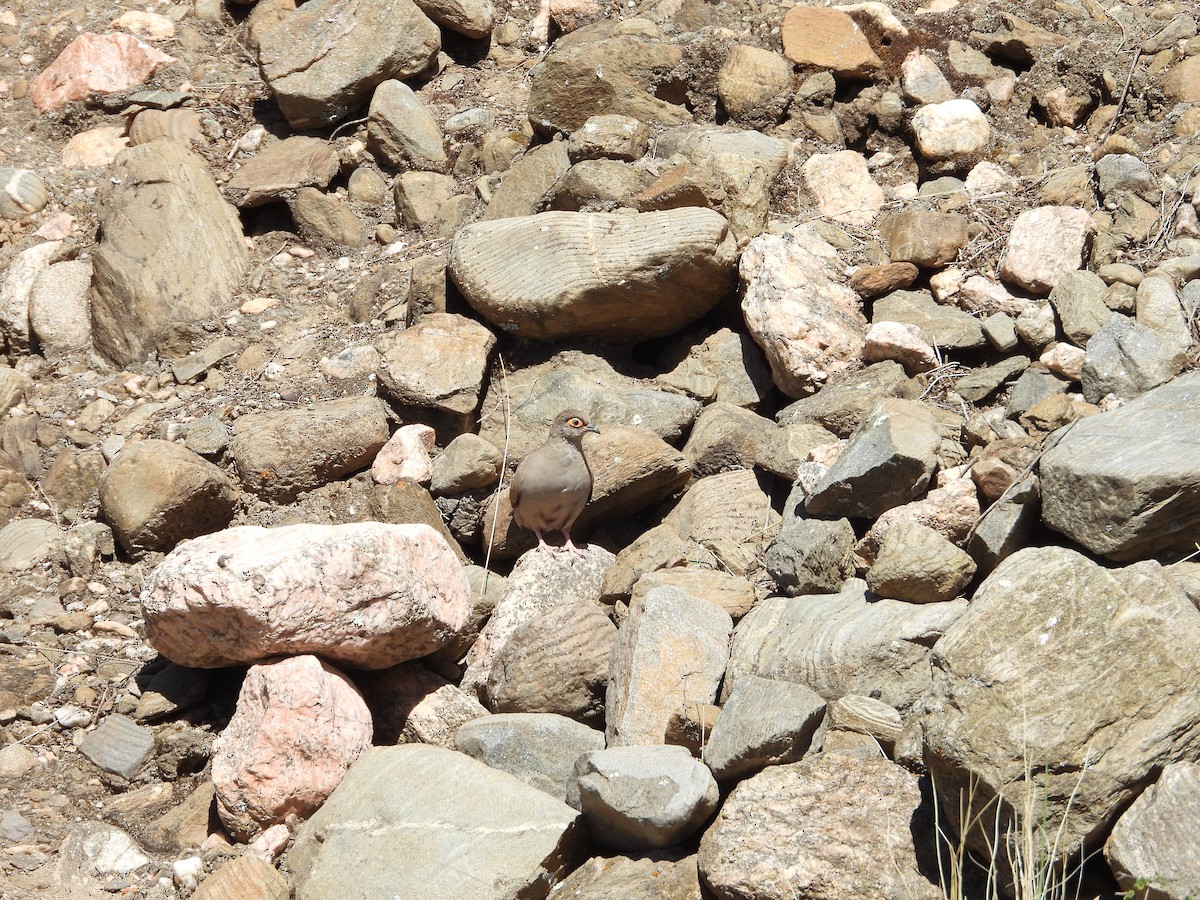 Bare-eyed Ground Dove - ML646396943