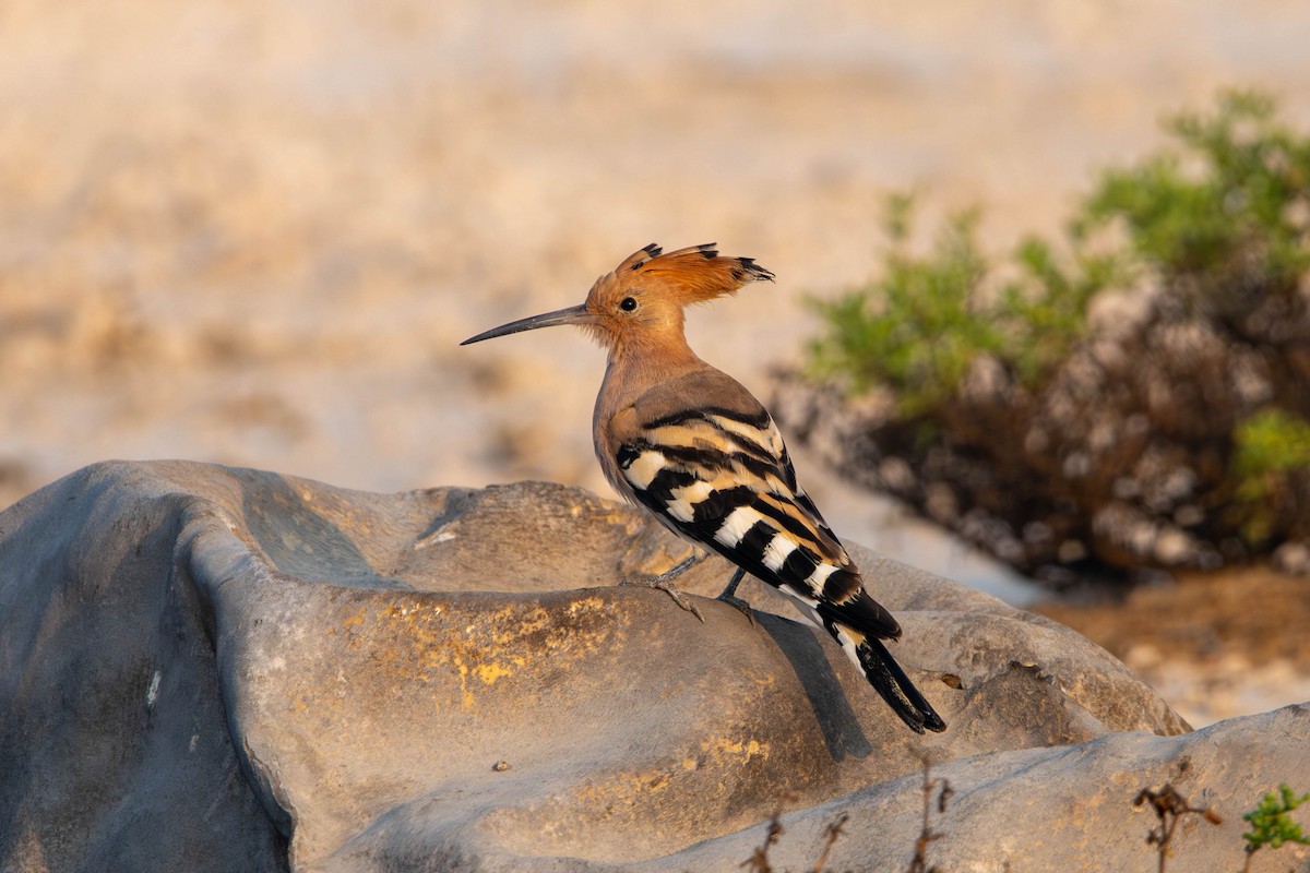 Common Hoopoe - ML646396944