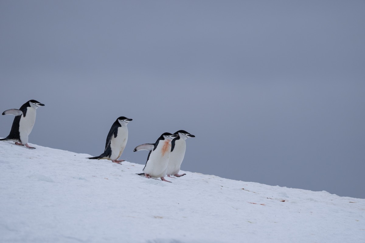 Пінгвін антарктичний - ML646396948