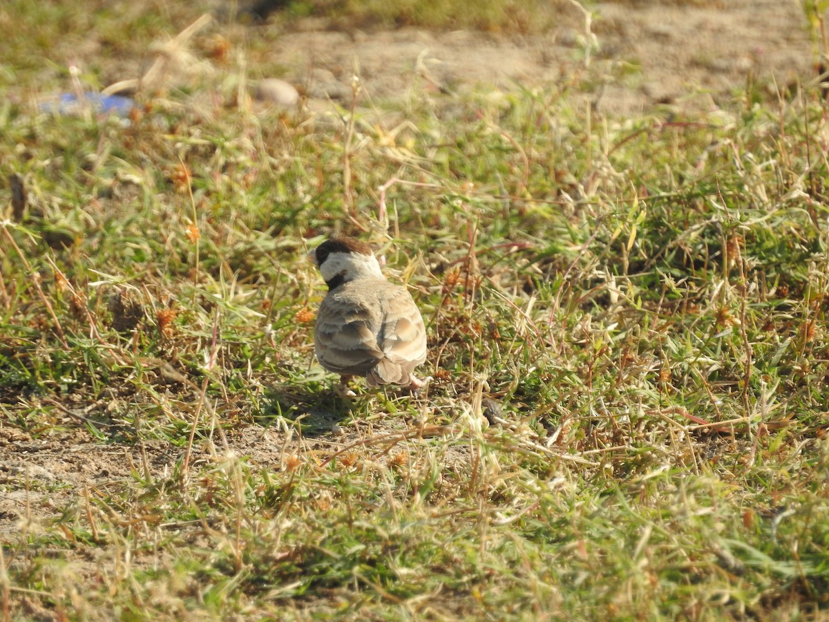 skřivan obojkový - ML646396949