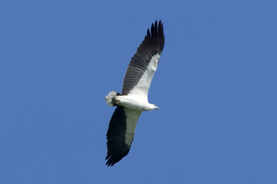 White-bellied Sea-Eagle - ML646396956