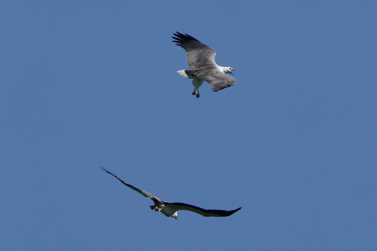 White-bellied Sea-Eagle - ML646396957
