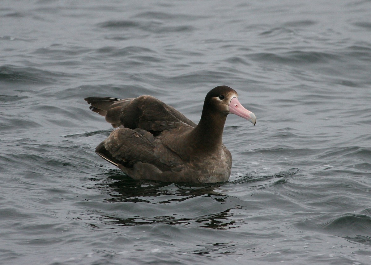 Short-tailed Albatross - ML646396958