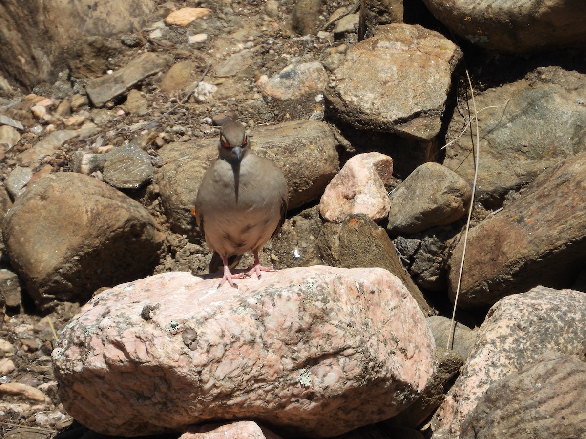 Bare-eyed Ground Dove - ML646396959