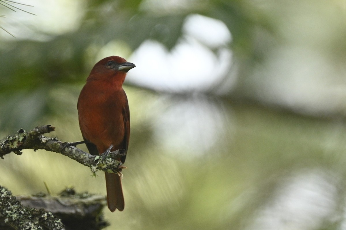 Hepatic Tanager - ML646396962